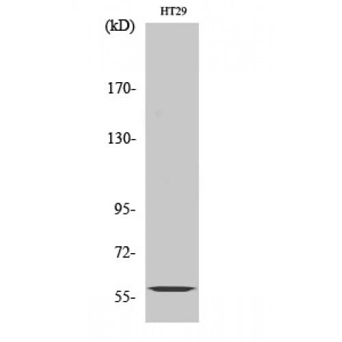 CYP2J2 Antibody (200-280 aa, Internal)