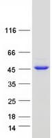 Human ITPK1 Protein (Recombinant Myc-DDK (Flag))