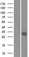GFRA4 Protein (Over-Expression Lysate Myc-DDK (Flag))