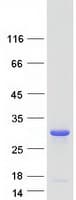 Human VPS28 Protein (Recombinant Myc-DDK (Flag))