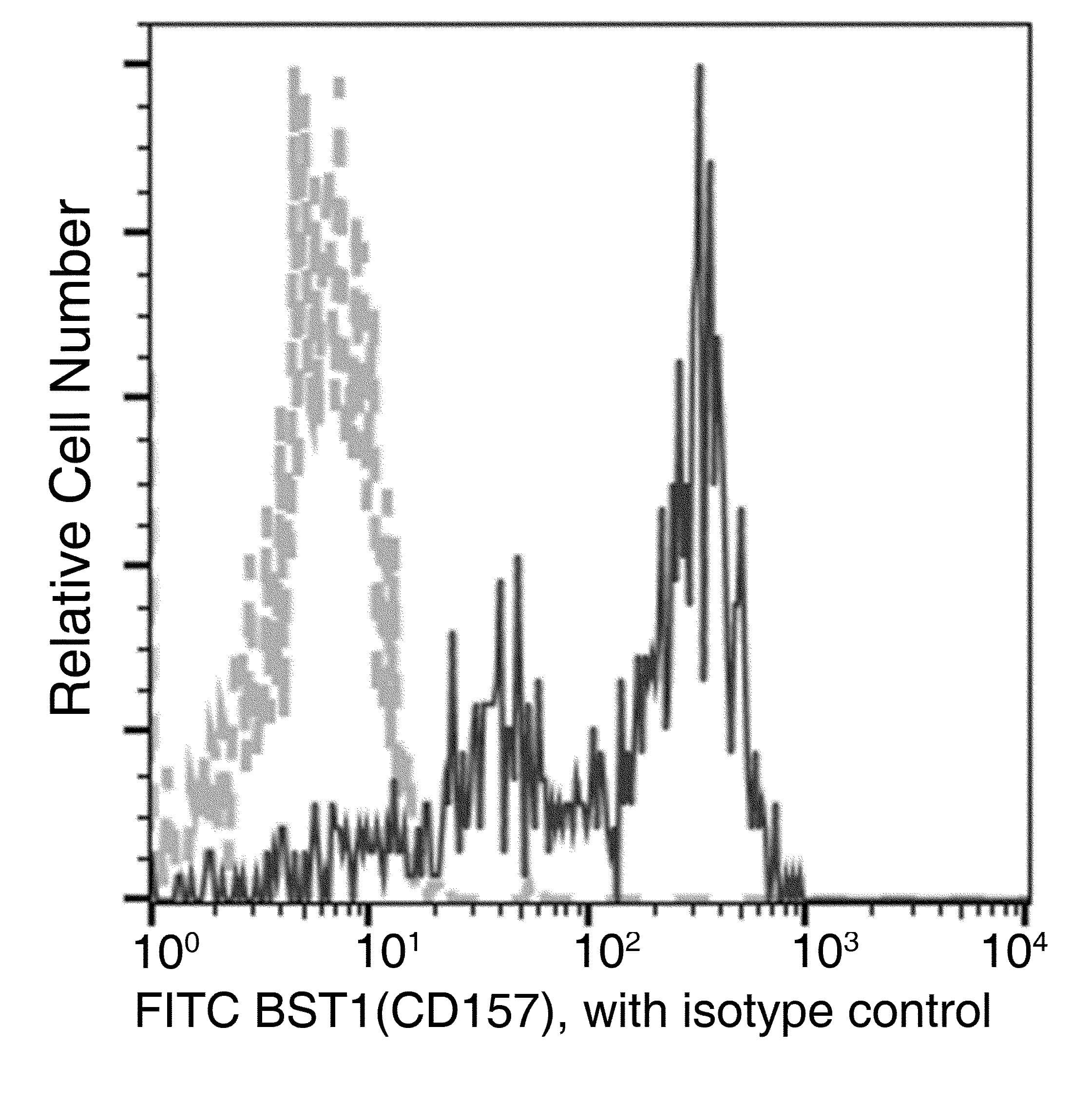 CD157 Antibody (clone 19, FITC)
