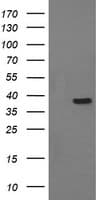 CD33 Antibody (clone OTI2A1, Carrier-free)