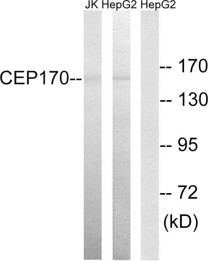 CEP170 Antibody