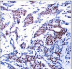 Polyclonal Rabbit anti-Human JUN / c-Jun Antibody (IHC, WB)