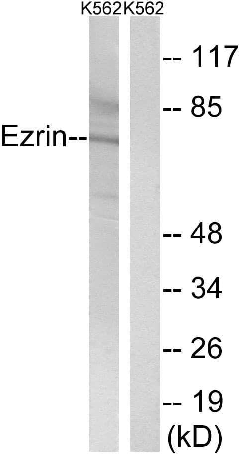 EZR / Ezrin Antibody (aa446-495)