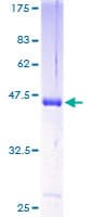 Human HPCAL4 Protein (Recombinant GST)