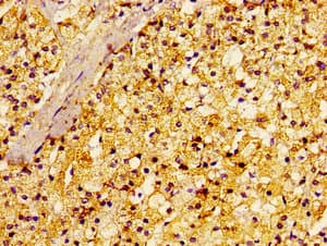 RALA / RAL Antibody