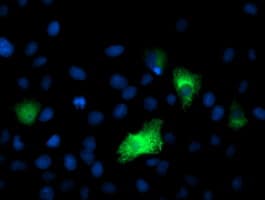 DPP9 Antibody (clone OTI5E9)