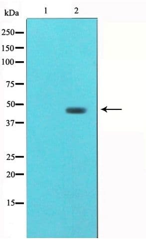 Tubulin Gamma Antibody