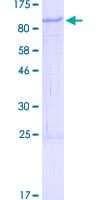 Human POLL / DNA Polymerase Lambda Protein (Recombinant GST)