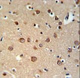 PDE6C Antibody (aa271-300)
