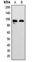 EPHA7 / EPH Receptor A7 Antibody (Internal)