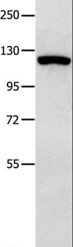 MVP / VAULT1 Antibody
