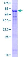 Human NUP43 Protein (Recombinant GST)