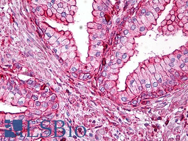IHC-plus™ ACTB / Beta Actin Antibody (N-Terminus, clone BA3R)
