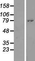 ATHL1 Protein (Over-Expression Lysate Myc-DDK (Flag))