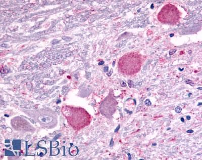 PathPlus™ GALR2 / Galanin Receptor 2 Antibody (C-Terminus)