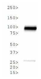 CANX / Calnexin Antibody (DY550)