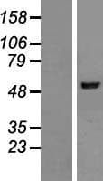 NARS2 Protein (Over-Expression Lysate Myc-DDK (Flag))