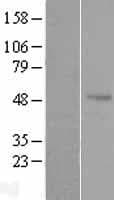 AZIN1 Protein (Over-Expression Lysate Myc-DDK (Flag))
