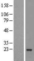 ARL8 / ARL5B Protein (Over-Expression Lysate Myc-DDK (Flag))