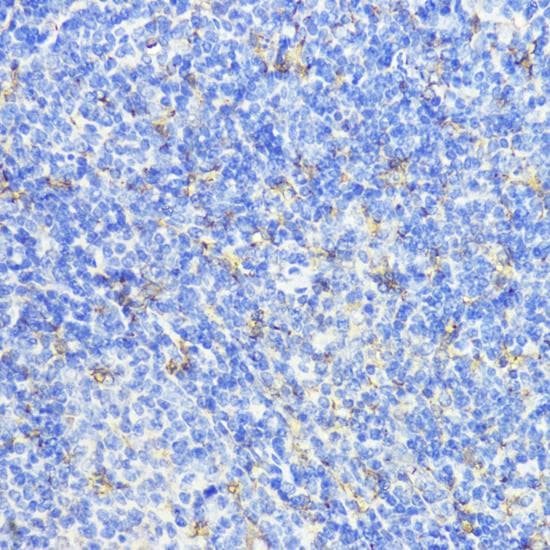CTSB / Cathepsin B Antibody