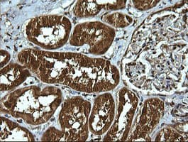 UBE2G2 Antibody (clone OTI1G10)