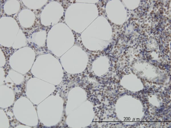 Monoclonal Mouse anti-Human MPG Antibody (clone 2C5, IHC, IF, WB)