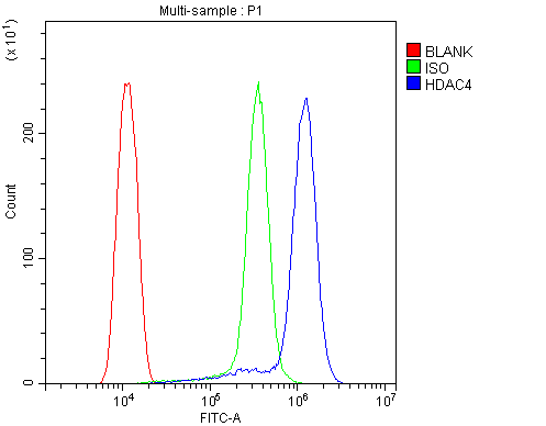 HDAC4 Antibody