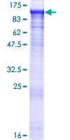 Human PGBD1 Protein (Recombinant GST)