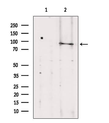 TELO2 Antibody