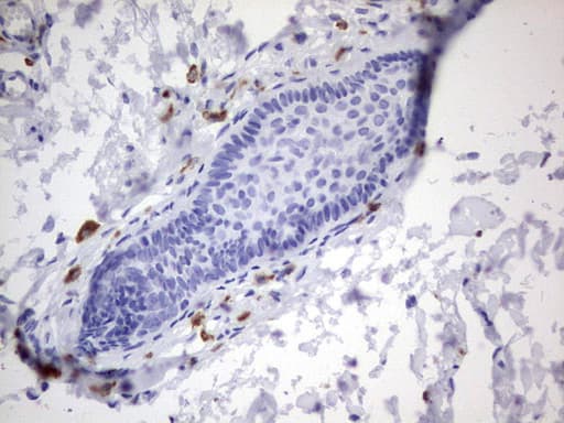 PMEL / SILV / gp100 Antibody (aa25-467, clone OTI4D12)