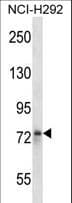 STRN / Striatin Antibody (aa173-202)