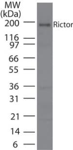 RICTOR Antibody (aa1-50)