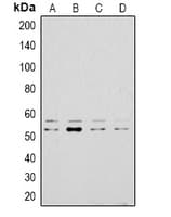 LYN Antibody (C-Terminus)