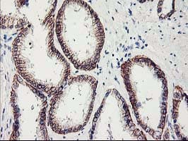 APBB3 Antibody (clone OTI5G3)