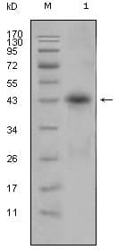 Monoclonal Mouse anti-Human APOL1 / Apolipoprotein L Antibody (clone 1D4, WB)
