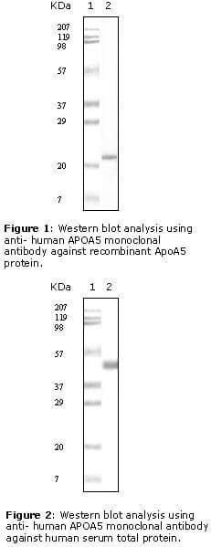 Apolipoprotein A-V Antibody (clone 1G5G9)