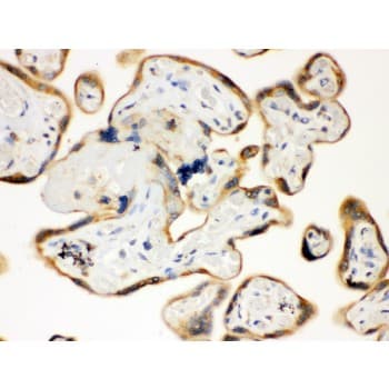TLR7 / CD287 Antibody (aa1020-1047)