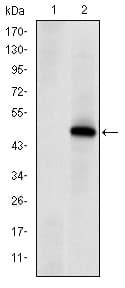 Monoclonal Mouse anti-Human PRKDC / DNA-PKcs Antibody (clone 3H6, IHC, IF, WB)