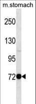 PAK7/PAK5 Antibody (aa128-157)