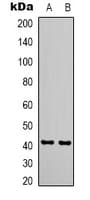 Monoclonal Mouse anti-Human CDX2 Antibody (IHC, WB)