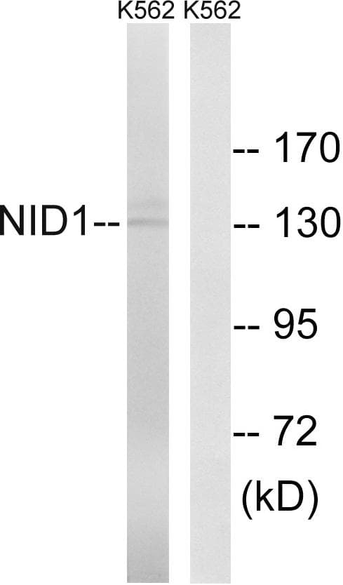 NID1 / Entactin / Nidogen-1 Antibody