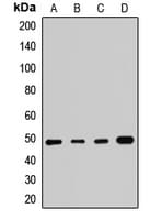 SMYD3 Antibody
