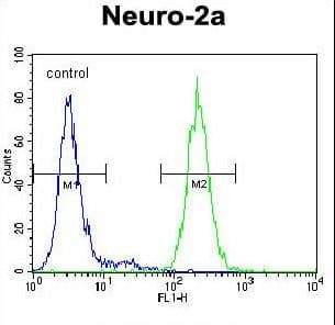 Polyclonal Rabbit anti-Human SYP / Synaptophysin Antibody (aa225-253, IHC, IF, WB)