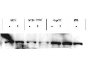 Polyclonal Rabbit anti-Human SMAD3 Antibody (C-Terminus, IHC, WB)