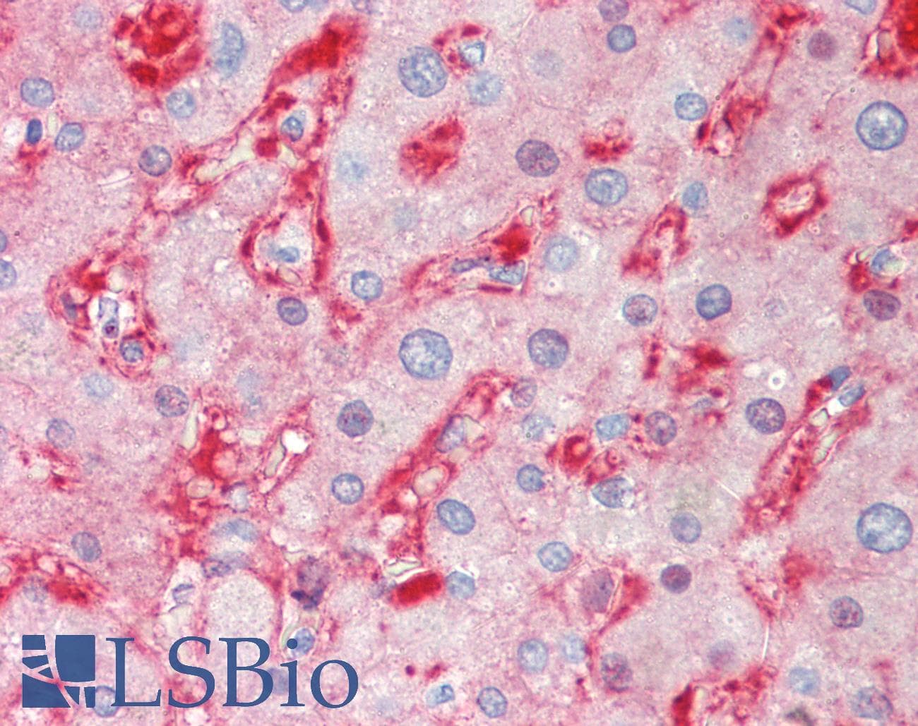 IHC-plus™ FTCD / 58K Golgi Protein Antibody (clone 7C5)