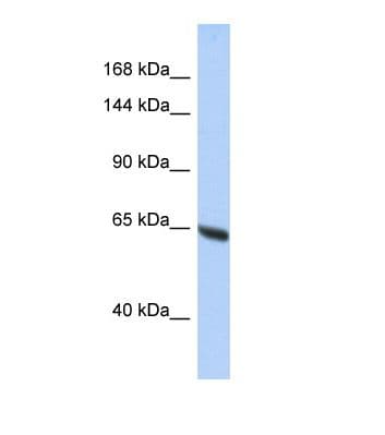 SYNE3 / C14orf49 Antibody (aa156-205)
