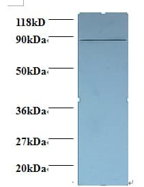CDK11A / CDC2L2 Antibody
