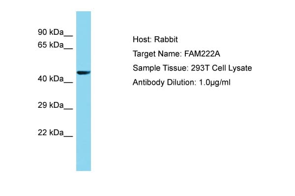 C12orf34 Antibody (aa76-125)